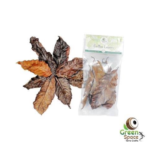 Coffee Dried Leaves 10 pack